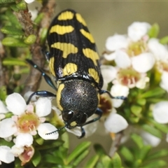 Castiarina octospilota at Tinderry, NSW - suppressed