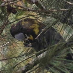 Calyptorhynchus lathami lathami (Glossy Black-Cockatoo) at Kangaroo Valley, NSW - 14 Feb 2021 by GITM1