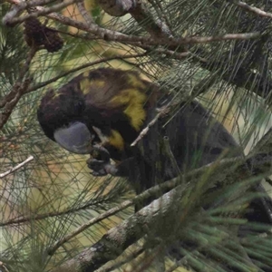 Calyptorhynchus lathami lathami at Kangaroo Valley, NSW - suppressed