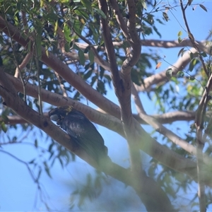 Calyptorhynchus lathami lathami at Kangaroo Valley, NSW - suppressed