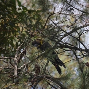 Calyptorhynchus lathami lathami at Kangaroo Valley, NSW - suppressed