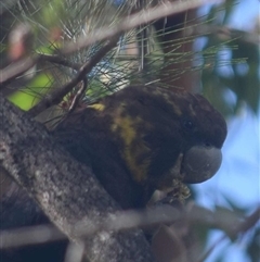 Calyptorhynchus lathami lathami at Kangaroo Valley, NSW - suppressed