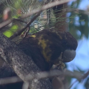 Calyptorhynchus lathami lathami at Kangaroo Valley, NSW - suppressed