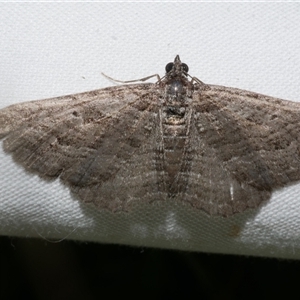 Chrysolarentia severata at Freshwater Creek, VIC - 11 Apr 2020 12:17 AM