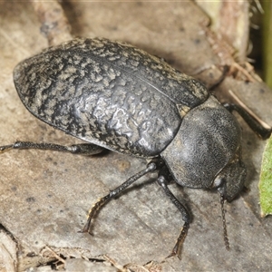 Pachycoelia sulcicollis at Tinderry, NSW - 8 Jan 2025