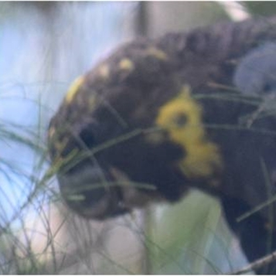 Calyptorhynchus lathami lathami (Glossy Black-Cockatoo) at Kangaroo Valley, NSW - 21 Mar 2021 by GITM1