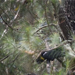 Calyptorhynchus lathami lathami at Kangaroo Valley, NSW - suppressed