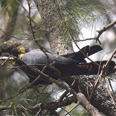 Calyptorhynchus lathami lathami at Kangaroo Valley, NSW - suppressed