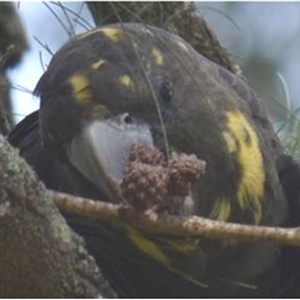 Calyptorhynchus lathami lathami at Kangaroo Valley, NSW - suppressed