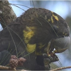 Calyptorhynchus lathami lathami at Kangaroo Valley, NSW - suppressed