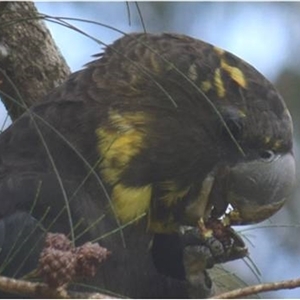 Calyptorhynchus lathami lathami at Kangaroo Valley, NSW - suppressed