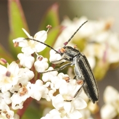 Asclera sublineata (Oedemerid beetle) at Tinderry, NSW - 7 Jan 2025 by Harrisi