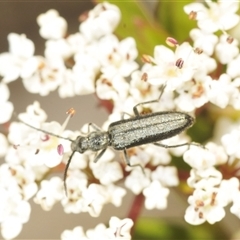 Asclera sublineata at Tinderry, NSW - 8 Jan 2025