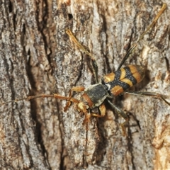 Aridaeus thoracicus (Tiger Longicorn Beetle) at Tinderry, NSW - 7 Jan 2025 by Harrisi