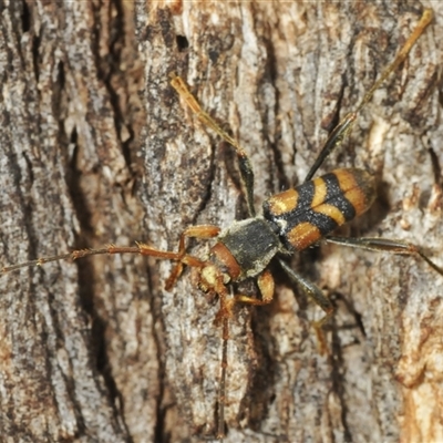 Aridaeus thoracicus (Tiger Longicorn Beetle) at Tinderry, NSW - 8 Jan 2025 by Harrisi