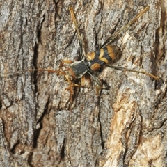 Aridaeus thoracicus at Tinderry, NSW - 8 Jan 2025