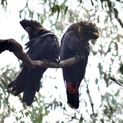 Calyptorhynchus lathami lathami (Glossy Black-Cockatoo) at Kangaroo Valley, NSW - 11 Oct 2022 by GITM1