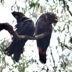 Calyptorhynchus lathami lathami at Kangaroo Valley, NSW - suppressed