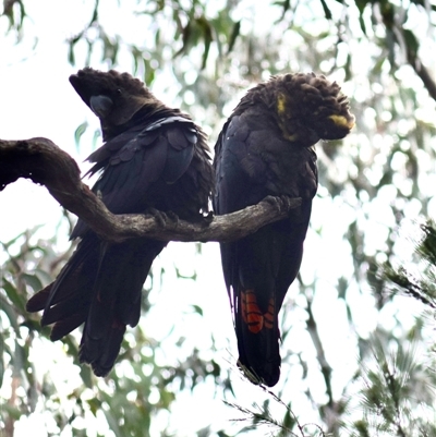 Calyptorhynchus lathami lathami (Glossy Black-Cockatoo) at Kangaroo Valley, NSW - 10 Oct 2022 by GITM1