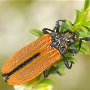 Castiarina nasuta (A jewel beetle) at Tinderry, NSW by Harrisi