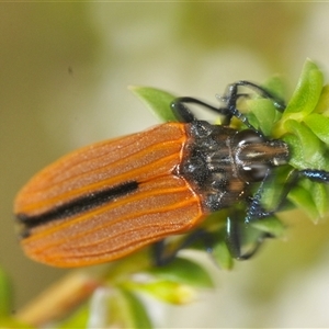 Castiarina nasuta at Tinderry, NSW - suppressed