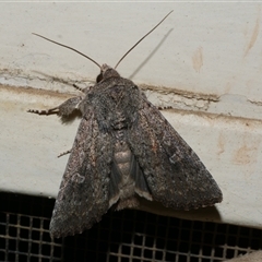 Dasygaster padockina (Tasmanian Cutworm) at Freshwater Creek, VIC - 10 Apr 2020 by WendyEM