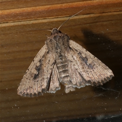 Dasygaster padockina (Tasmanian Cutworm) at Freshwater Creek, VIC - 10 Apr 2020 by WendyEM