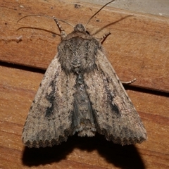 Dasygaster padockina (Tasmanian Cutworm) at Freshwater Creek, VIC - 10 Apr 2020 by WendyEM