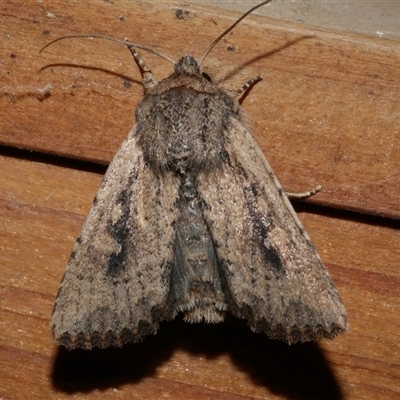 Dasygaster padockina (Tasmanian Cutworm) at Freshwater Creek, VIC - 10 Apr 2020 by WendyEM