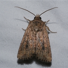 Dasygaster padockina (Tasmanian Cutworm) at Freshwater Creek, VIC - 10 Apr 2020 by WendyEM