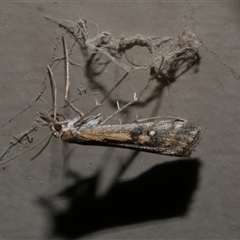 Hednota pedionoma (Pasture Webworm) at Freshwater Creek, VIC - 10 Apr 2020 by WendyEM