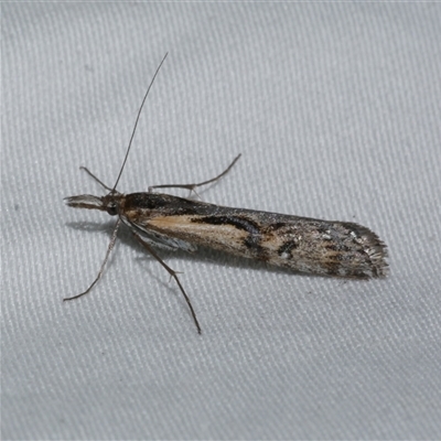 Hednota pedionoma (Pasture Webworm) at Freshwater Creek, VIC - 11 Apr 2020 by WendyEM