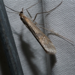 Hednota pedionoma (Pasture Webworm) at Freshwater Creek, VIC - 10 Apr 2020 by WendyEM