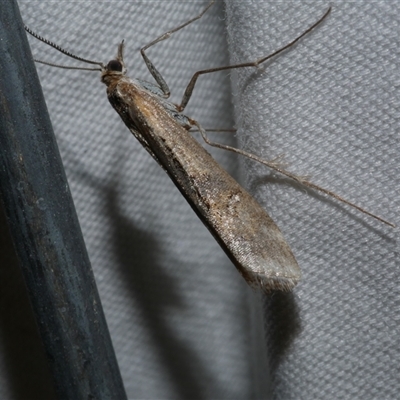 Hednota pedionoma (Pasture Webworm) at Freshwater Creek, VIC - 11 Apr 2020 by WendyEM