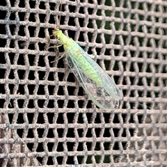 Mallada signatus at Parkwood, WA - 10 Jan 2025 by Jade