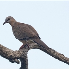 Spilopelia chinensis (Spotted Dove) at Flinders, VIC - 19 Feb 2020 by AlisonMilton