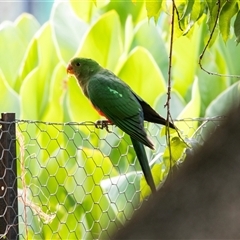 Alisterus scapularis (Australian King-Parrot) at Bright, VIC - 18 Feb 2020 by AlisonMilton