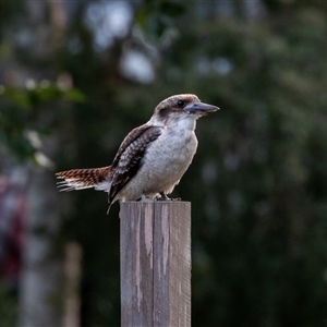 Dacelo novaeguineae (Laughing Kookaburra) at Bright, VIC by AlisonMilton