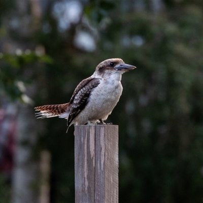 Dacelo novaeguineae (Laughing Kookaburra) at Bright, VIC - 17 Feb 2020 by AlisonMilton