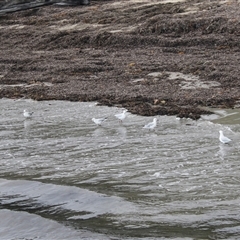 Chroicocephalus novaehollandiae (Silver Gull) at Flinders, VIC - 18 Feb 2020 by AlisonMilton