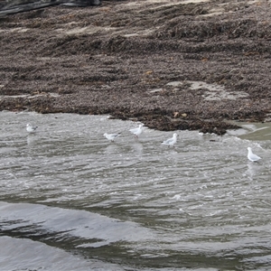 Chroicocephalus novaehollandiae (Silver Gull) at Flinders, VIC by AlisonMilton