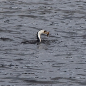 Microcarbo melanoleucos (Little Pied Cormorant) at Sorrento, VIC by AlisonMilton