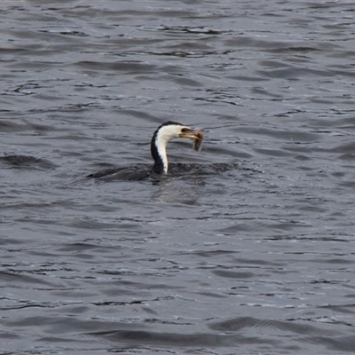 Microcarbo melanoleucos (Little Pied Cormorant) at Sorrento, VIC - 20 Feb 2020 by AlisonMilton