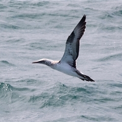 Morus serrator (Australasian Gannet) at Queenscliff, VIC - 20 Feb 2020 by AlisonMilton