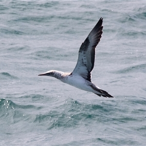 Morus serrator (Australasian Gannet) at Queenscliff, VIC by AlisonMilton