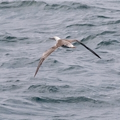 Morus serrator at Queenscliff, VIC - 20 Feb 2020