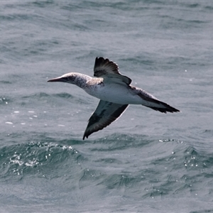 Morus serrator at Queenscliff, VIC - 20 Feb 2020