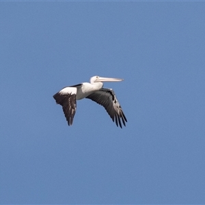 Pelecanus conspicillatus at Geelong, VIC - 20 Feb 2020