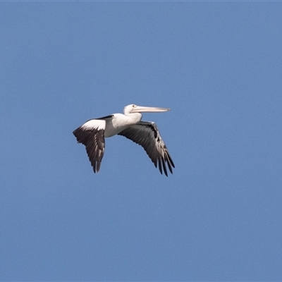 Pelecanus conspicillatus (Australian Pelican) at Geelong, VIC - 20 Feb 2020 by AlisonMilton