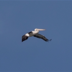 Pelecanus conspicillatus at Geelong, VIC - 20 Feb 2020